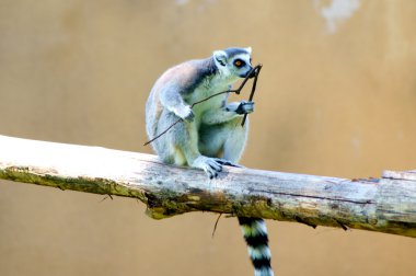 Lemur Hayvanat Bahçesi