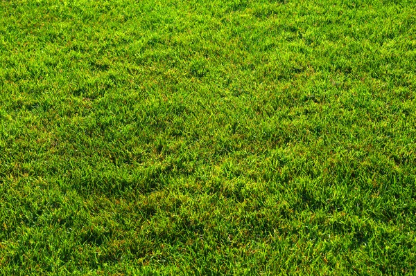 Gren lawn — Stock Photo, Image
