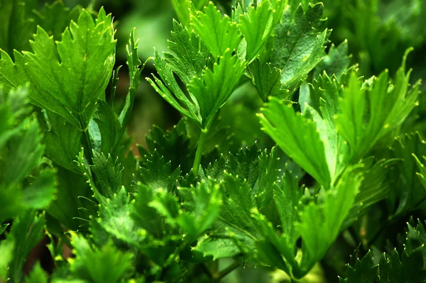 Parsley — Stock Photo, Image