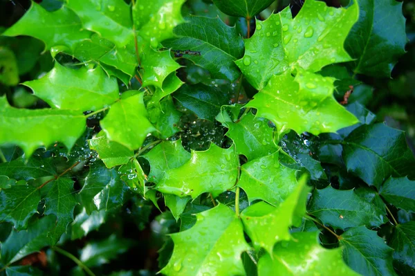 Holly with cobwebs — Stock Photo, Image