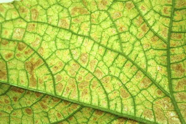 Texture fading leaf — Stock Photo, Image