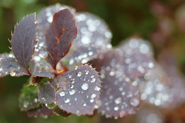 Branch of barberry — Stock Photo, Image