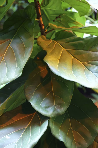 Mörk grön ficus — Stockfoto