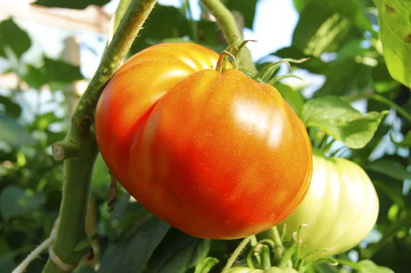 Tomate Vermelho — Fotografia de Stock