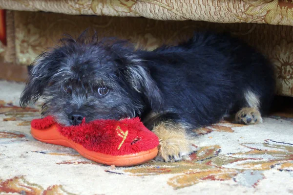 Cachorro y zapatilla — Foto de Stock