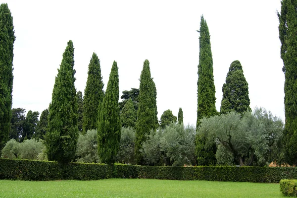 Um relvado verde — Fotografia de Stock