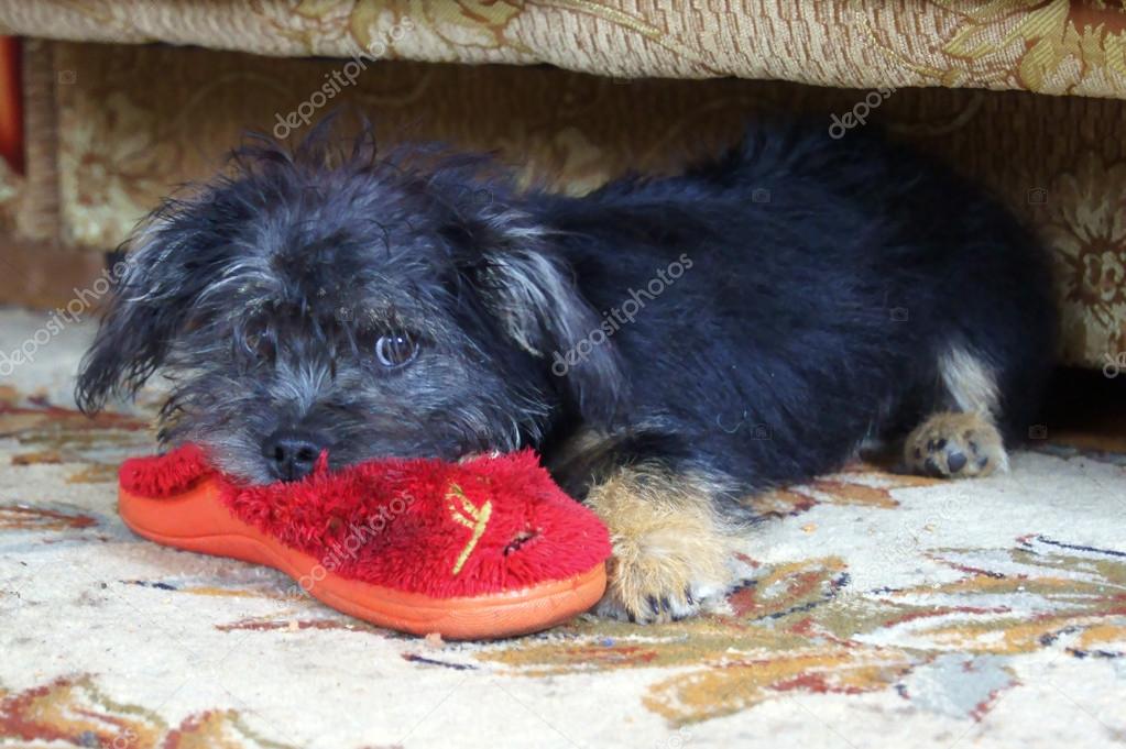 Puppy and slipper