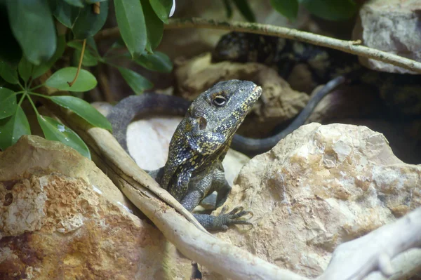 Lizard — Stock Photo, Image