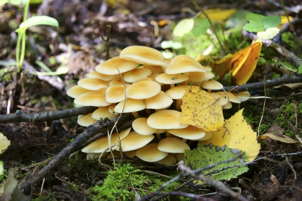 Un puñado de hongos — Foto de Stock