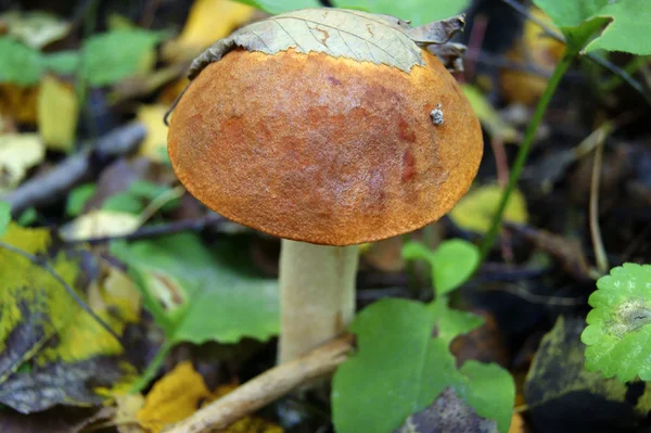 Brun mössa karljohansvamp — Stockfoto