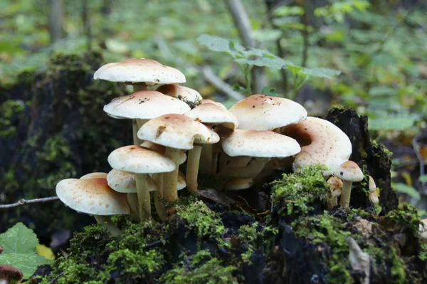 Cogumelos em um toco — Fotografia de Stock