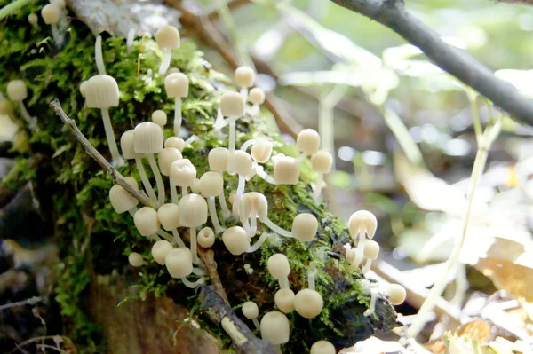 Mushrooms on a tree — Stock Photo, Image