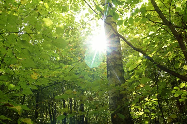Світло в лісі Стокове Фото