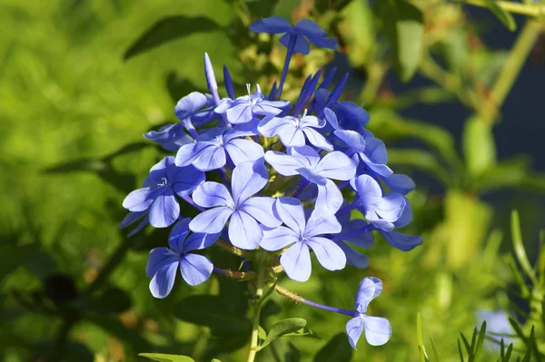 Blauer Blütenstand — Stockfoto