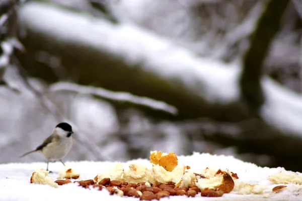 Feeder — Stockfoto