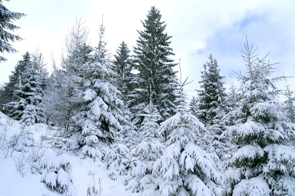 Árboles cubiertos de nieve —  Fotos de Stock