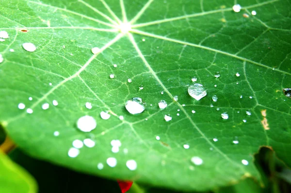 Dew on leaves — Stock Photo, Image