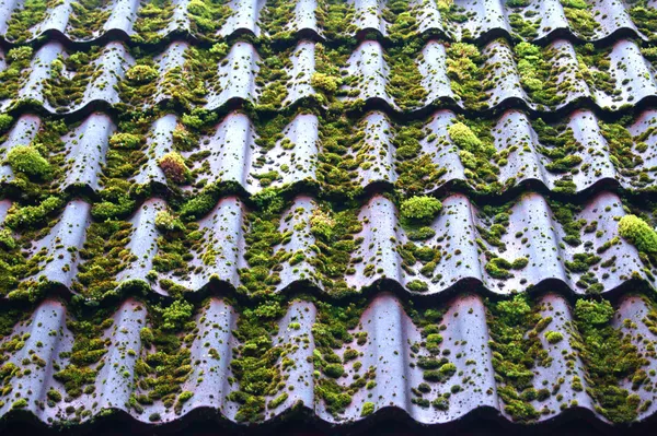 Mossy roof — Stock Photo, Image