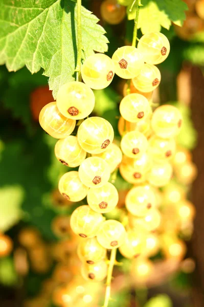 White currant — Stock Photo, Image