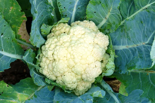 Cauliflower — Stock Photo, Image