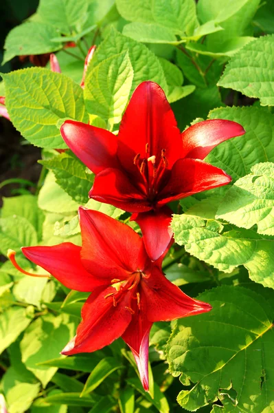 Maroon lily — Stock Photo, Image
