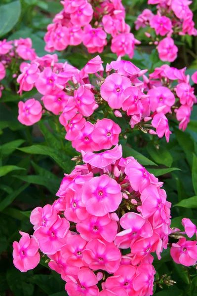 Phlox — Stockfoto