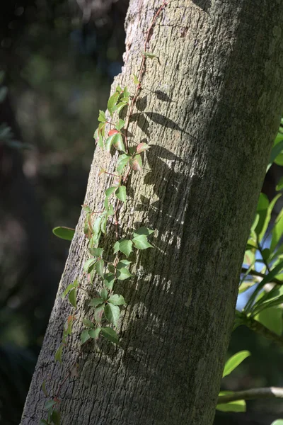 Uma Videira Hera Virginia Creeper Crescendo Tronco Árvore Iluminado Pelo — Fotografia de Stock