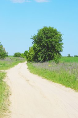 ağaç ve yol alan