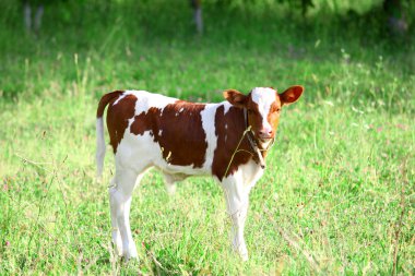 Holstein inek Galler