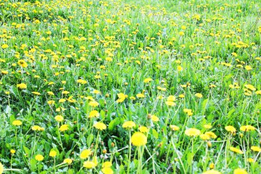 Çayırda karahindibalar