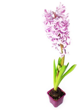 Hyacinthes