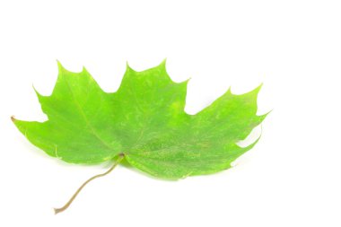 Sonbahar Yaprakları