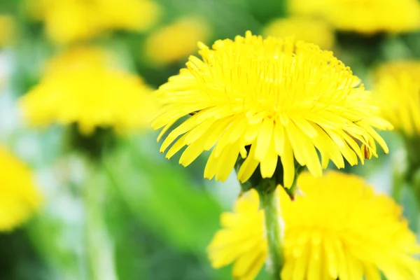 Dandelion clump — 스톡 사진