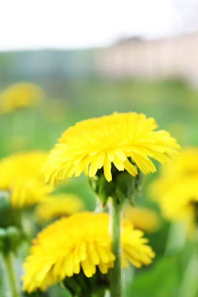 Dandelion clump — 스톡 사진