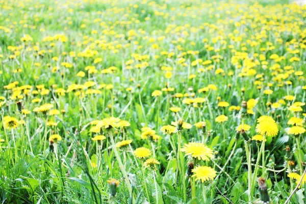 Dandelion clump — Stock Photo, Image