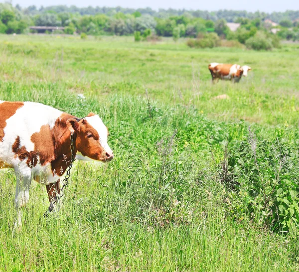 Mucche sulla natura — Foto Stock