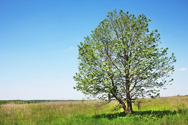 Grönt fält — Stockfoto