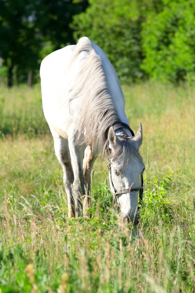 Лошади едят траву на поле — стоковое фото