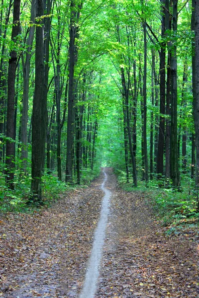 Forêt de fées — Photo