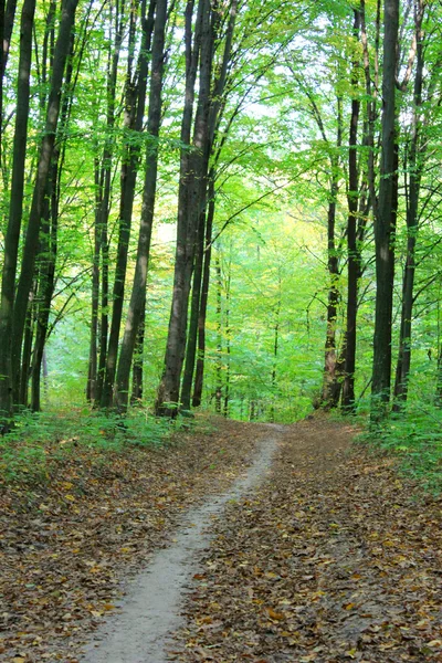 Forêt de fées — Photo