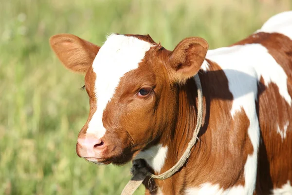 Holstein Cows in Wales — Stock Photo, Image