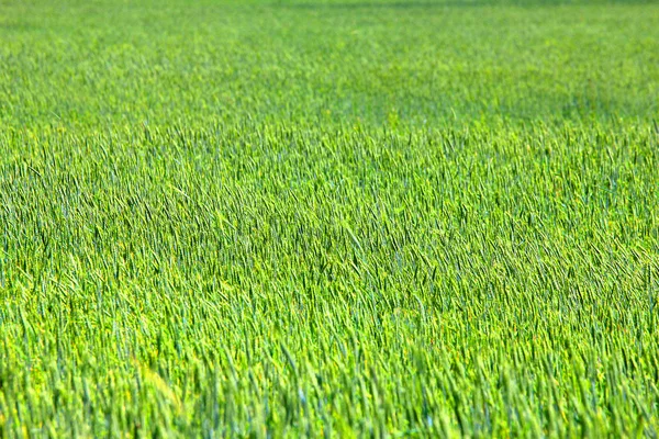 Campo di frumento — Foto Stock