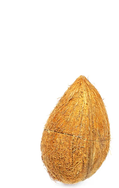 Coconut — Stock Photo, Image