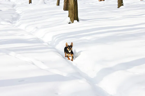 Dog in the winter forest