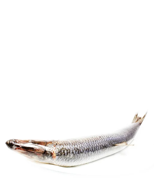 新鲜三文鱼 — 图库照片