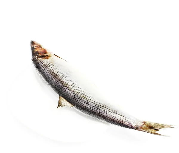 Свежий лосось — стоковое фото