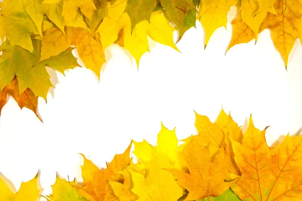 Autumn Leaves — Stock Photo, Image