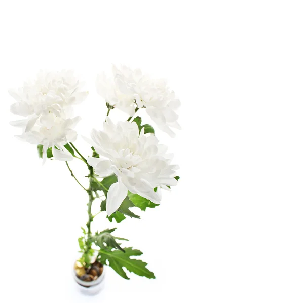 Witte chrysant bloem — Stockfoto