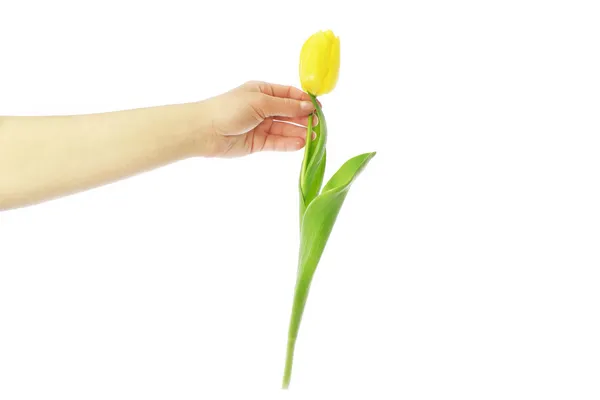 Giving tulip — Stock Photo, Image