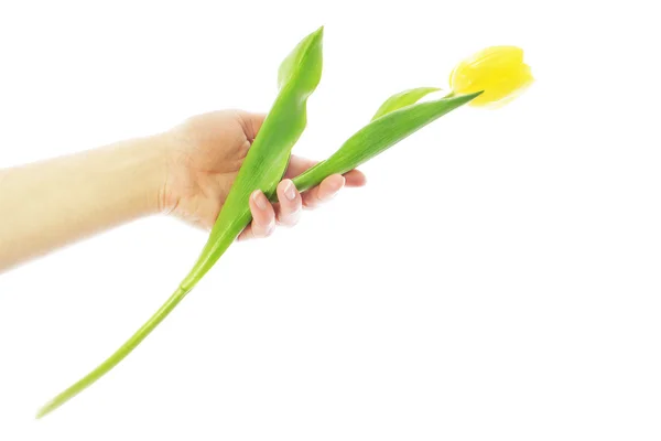 Giving tulip — Stock Photo, Image